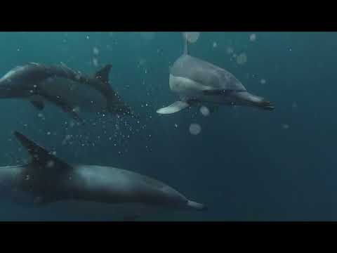 Turtle paddle board design inspiration